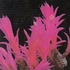 20120216144318-curtispink