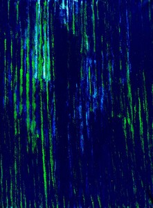 20120217163110-piantaacquaticab