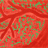20120217180047-erba_matta_35x50