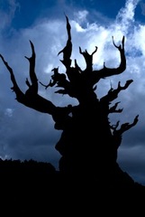 Pending Storm - Bristlecone Pine,Elizabeth Saucier