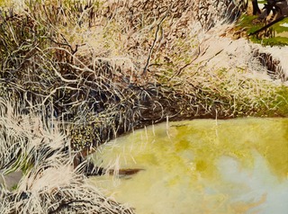 Brambles Branches and Reflections,June Yokell