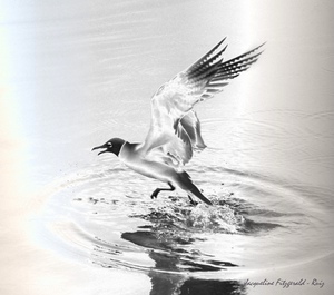 20120221011319-frybird