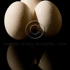 20050918_20d1885_eggs_filtered