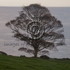 200710045d2000irelandtree