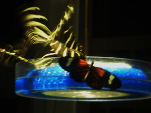 20120221181740-dscn6066