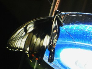 20120221181929-dscn6092