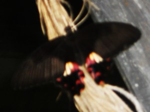 20120221182118-dscn6079