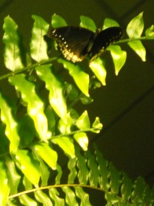 20120221182859-dscn6091