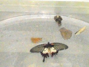 20120221183105-dscn6071