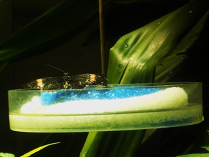 20120221183538-dscn6075