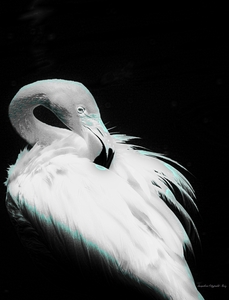 20120222033352-dsc_0249_e_-_copy
