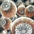20120227215826-poppies