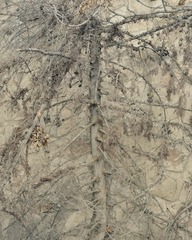 Untitiled (Haim’s Tree),Daniel Bauer