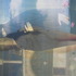 20120229205730-lentic