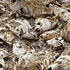 20120301043130-fish_heads
