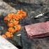 20120301145954-marigolds-vid