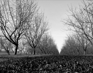 20120302005813-20120128-_dsc4750bw