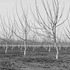 20120302010235-20120128-_dsc4796bw