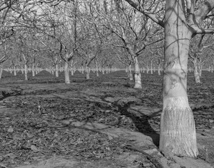 20120302010548-20120128-_dsc4843bw