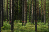 20120302180601-cl-forest1