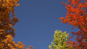 20120314225622-3_colors_of_fall_1
