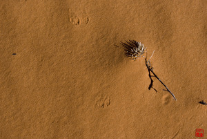 20120314141840-coral_pink_sand_dunes_1