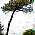 20120304195508-digital-tree-scapeape_1_as_mg_9822