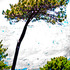 20120304200839-digital-tree-scape_3_as_mg_9823