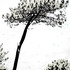 20120304202314-digital-tree-scape_4_as_mg_9822