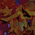 20120305115632-cheesecakejellyfishvortex