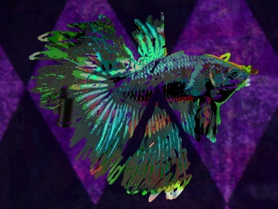 20120305115711-bettafish_t