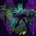 20120305115711-bettafish_t