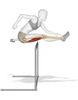 20120306162037-anatomy_hurdle_small