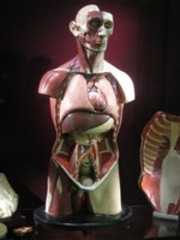 Anatomical teaching model in painted plaster of Paris and papier-mâché, made by Somso Modelle and supplied by Adam,Rouilly ,