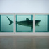 20120306175649-23681w_sharksideview