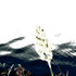 20120307074618-freedom-_1_1024_0251