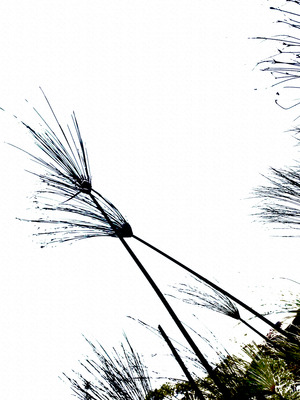 20120307075650-freedom-_8_img_0241