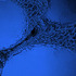 20120307132406-sonelle_goddard__the_current__1___digital