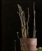 20120309100359-aac_img_exhibits_dan-massad_lg