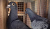 20120310010401-detailthinkingaboutflyingcurrent_001