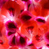 20120310044831-pink