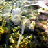 20120312083232-sirens2_copy