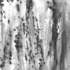 20120312133448-birchtrees