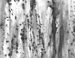 20120312133448-birchtrees