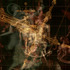 20120313190242-video_still-frame-epilepsika_revelatio-christian_zanotto