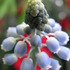 20120315043133-divine_flairs-19