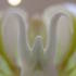 20120315043617-divine_flairs-25