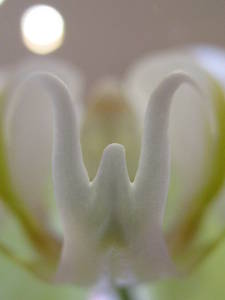 20120315043617-divine_flairs-25