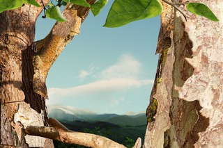 Treetop,Boo Ritson