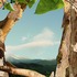20120316103349-boo_ritson__treetop__digital_c-type_print__90_x_135_cm